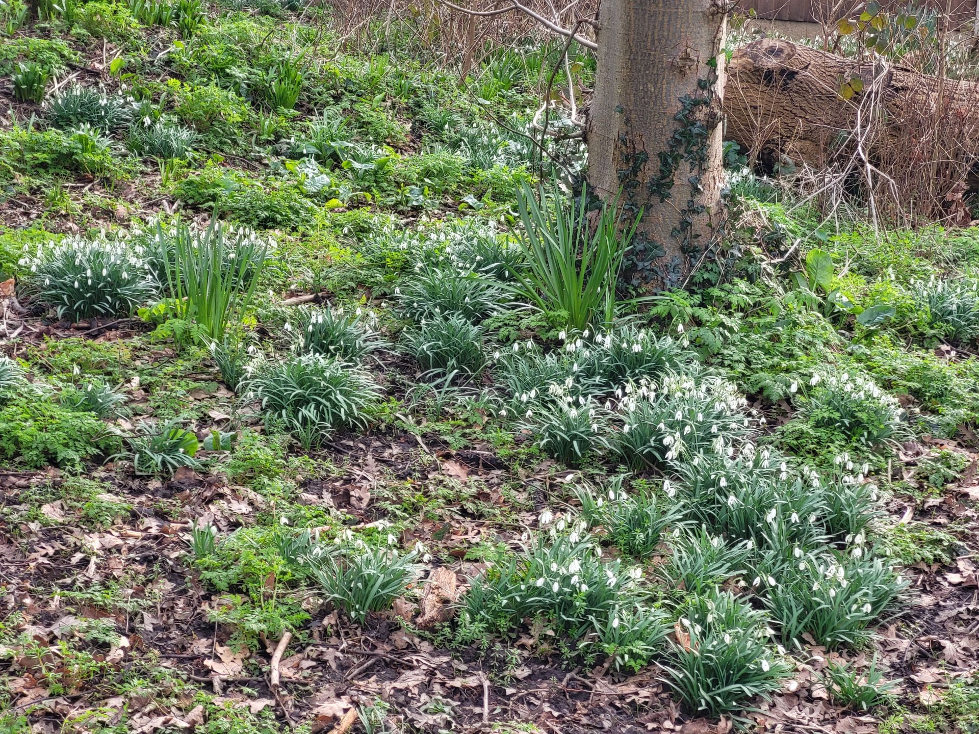 Snowdrops